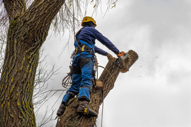 Best Tree Preservation Services  in Margate, FL